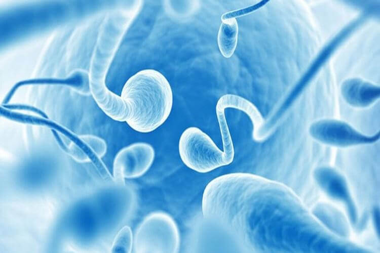 xuất tinh sớm ảnh hưởng đến chất lượng tinh trùng